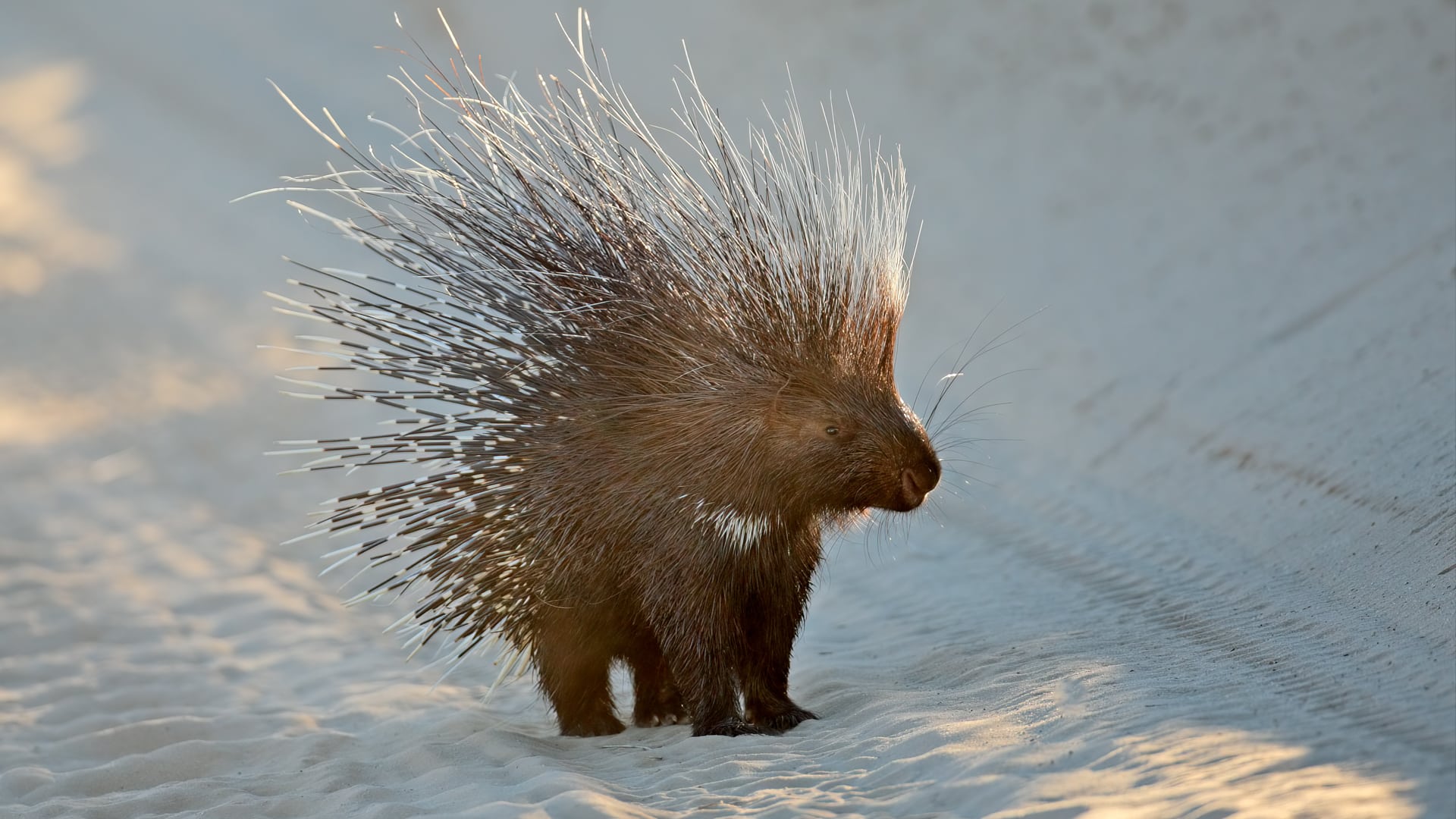 A Cape porcupine – one of Africa’s most elusive safari animals – stands on the road on a safari in South Africa.