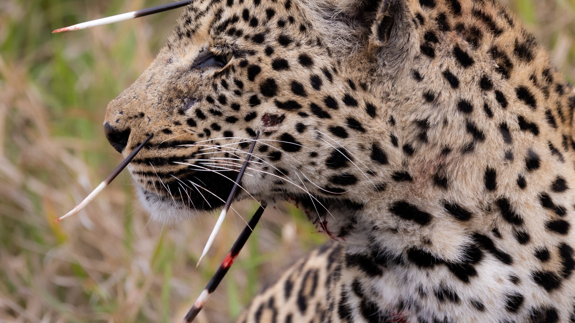 A leopard with porcupine quills in its face and neck – a victim of the one of Africa’s secret seven safari animals.