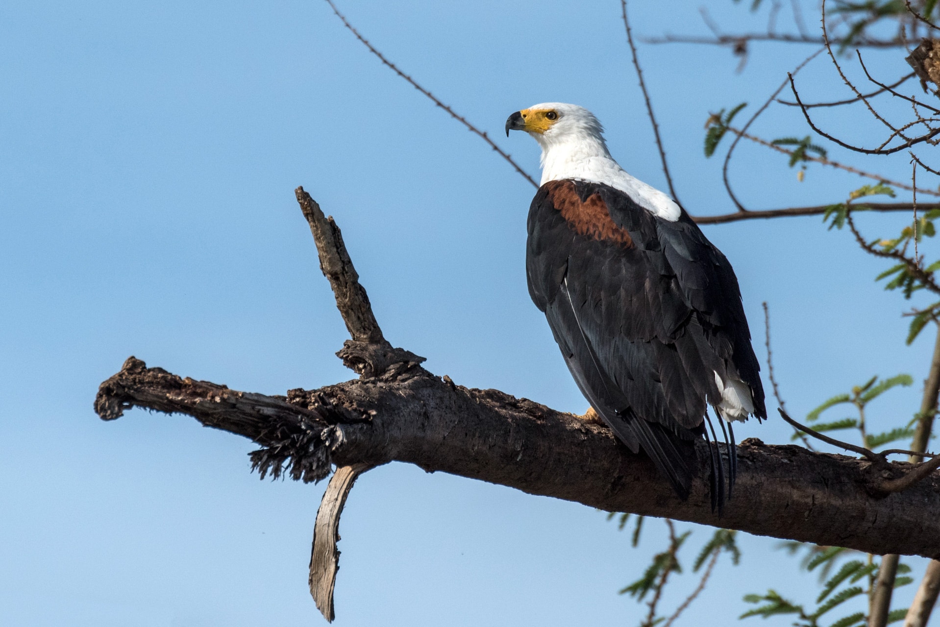 African fish eagle, african sea eagle looking out from tree branch to Rwandan skies, luxury African safari.