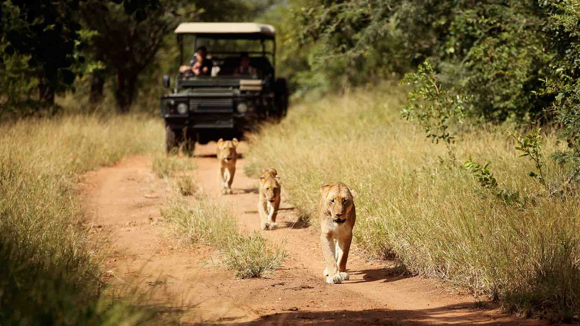 Lionesses on the road at Jabulani Safari lodge in Kapama.