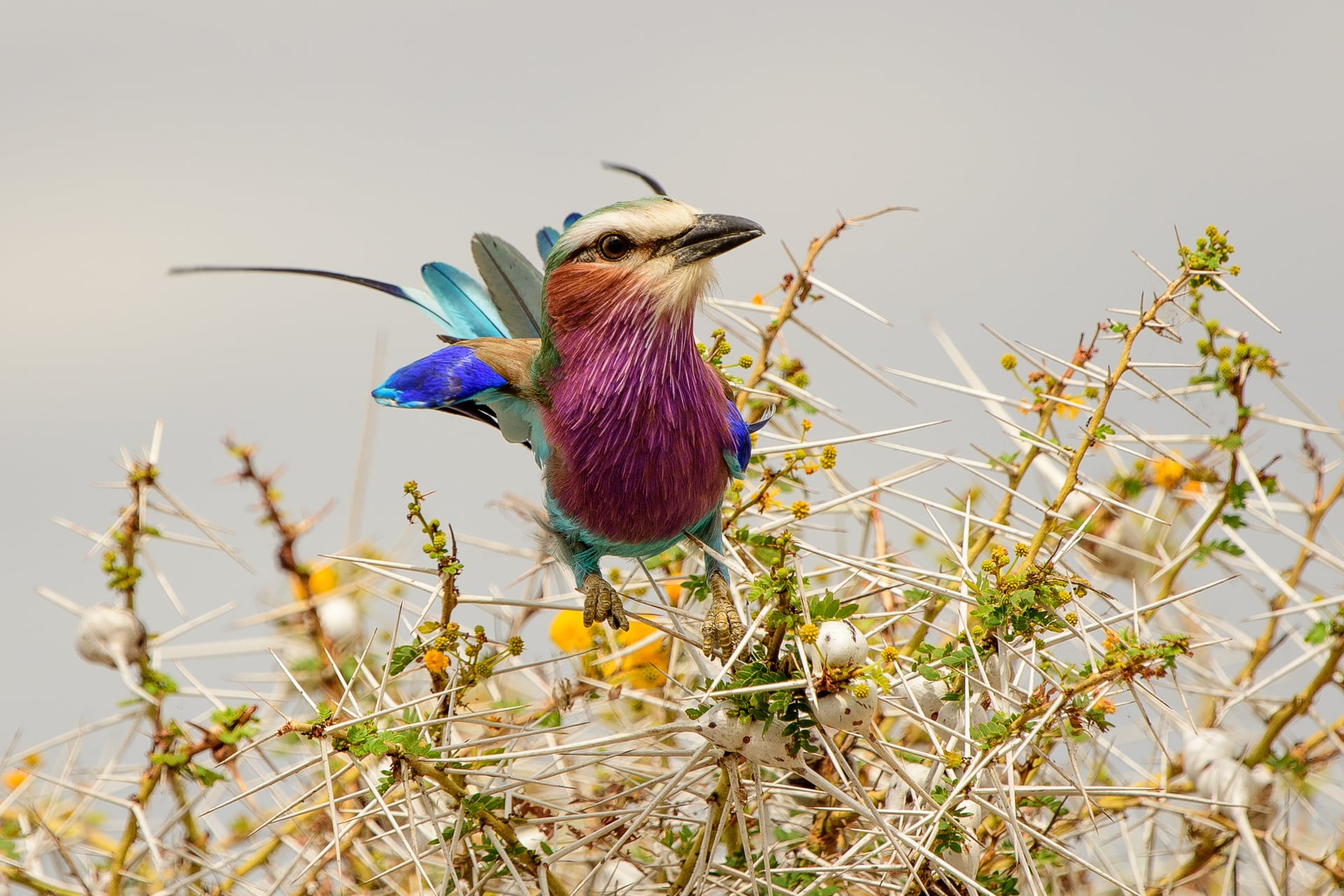 Luxury birding safaris