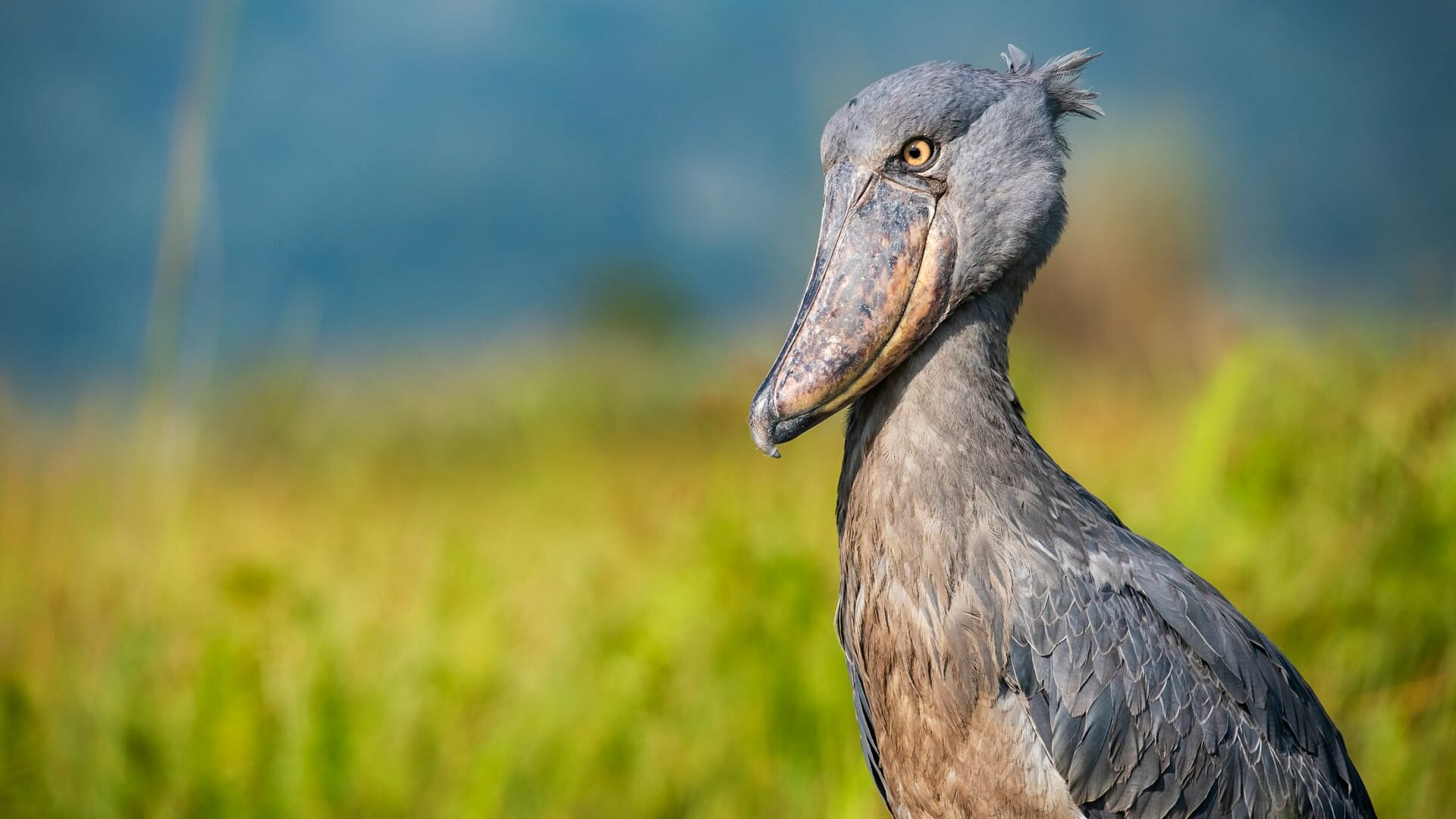 Wildlife shot of an extremely rare Shoebill (Balaeniceps rex) at the shores of Lake Victoria, Uganda. Luxury African safari.