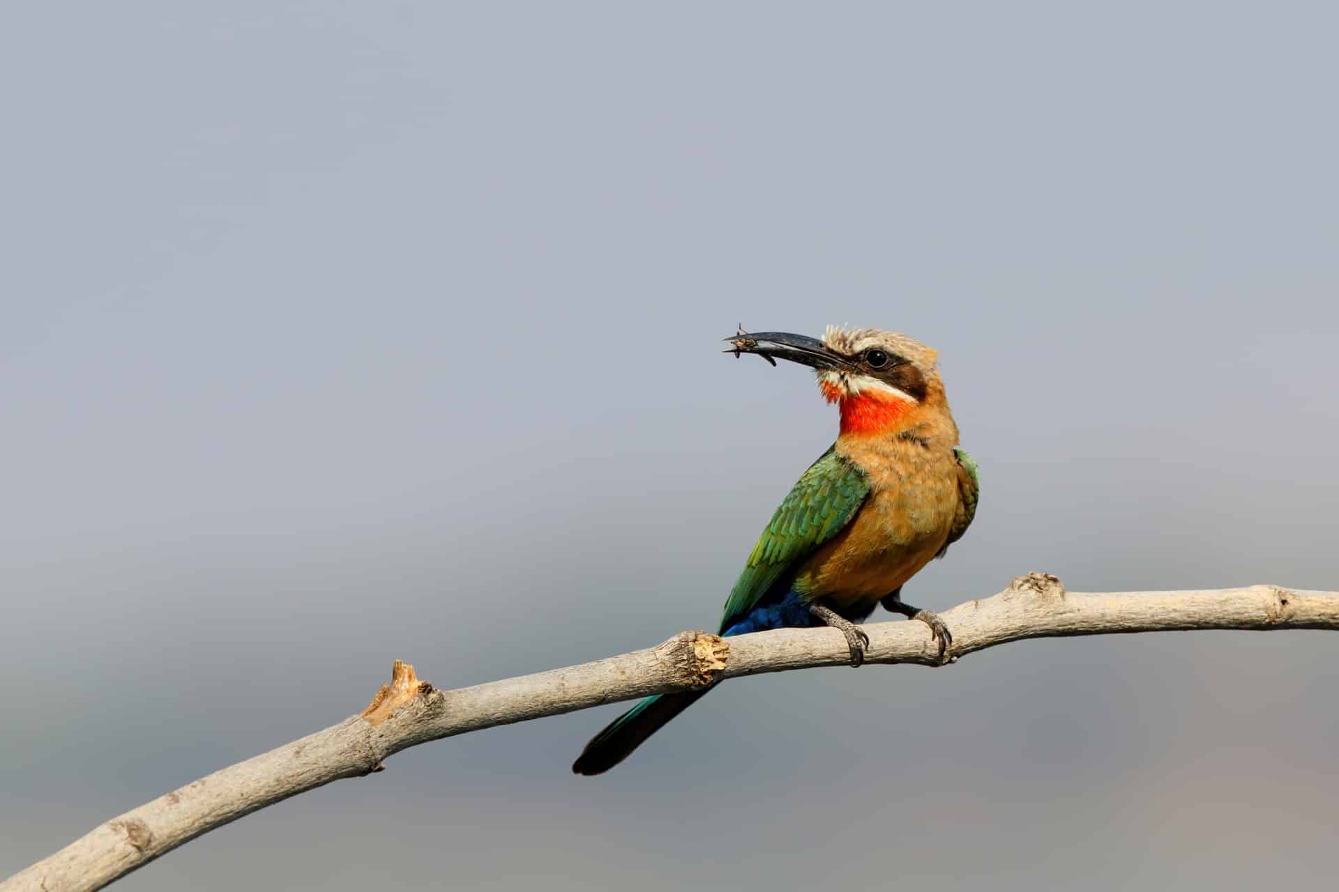 White fronted Bee eater before bringing the insects to the young birds in Mana Pools National Park in Zimbabwe.