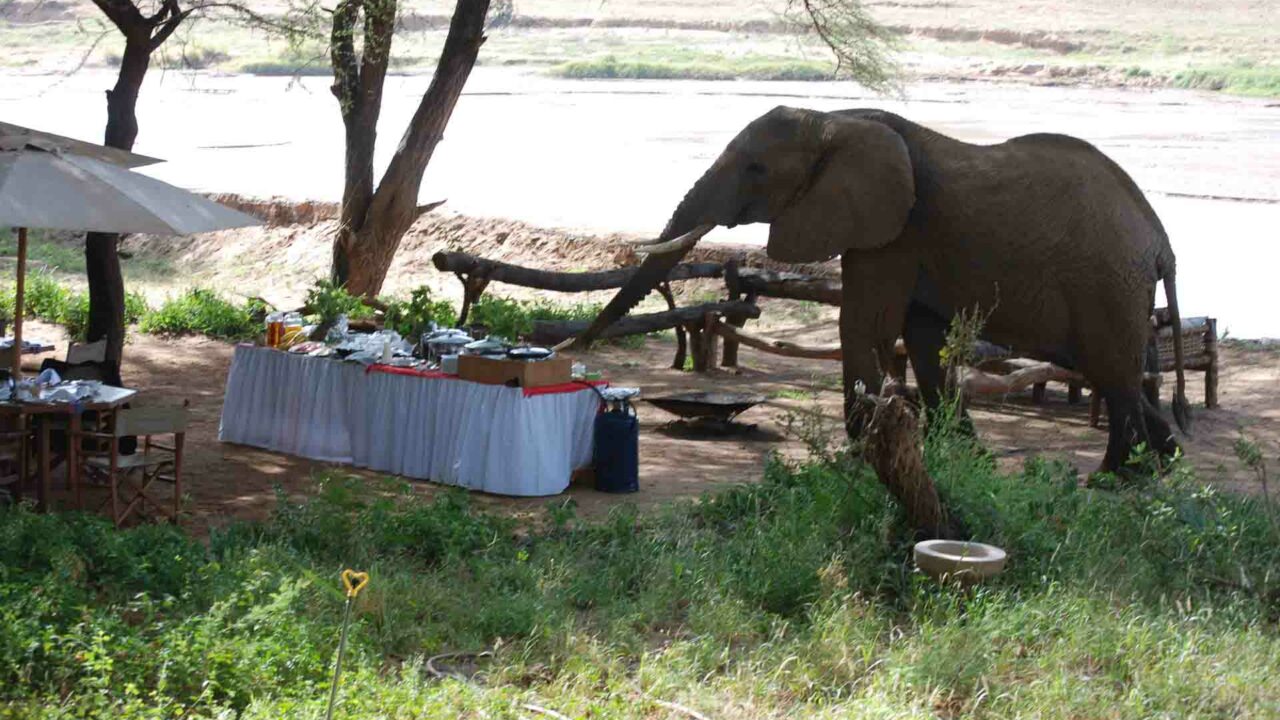 Elephant safari Elephant Bedroom Camp Samburu
