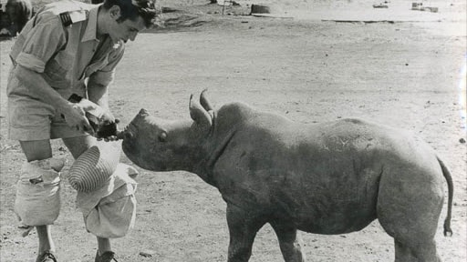 Conservationist Ian Player with a baby rhino at Hluhluwe-iMfolozi Park.