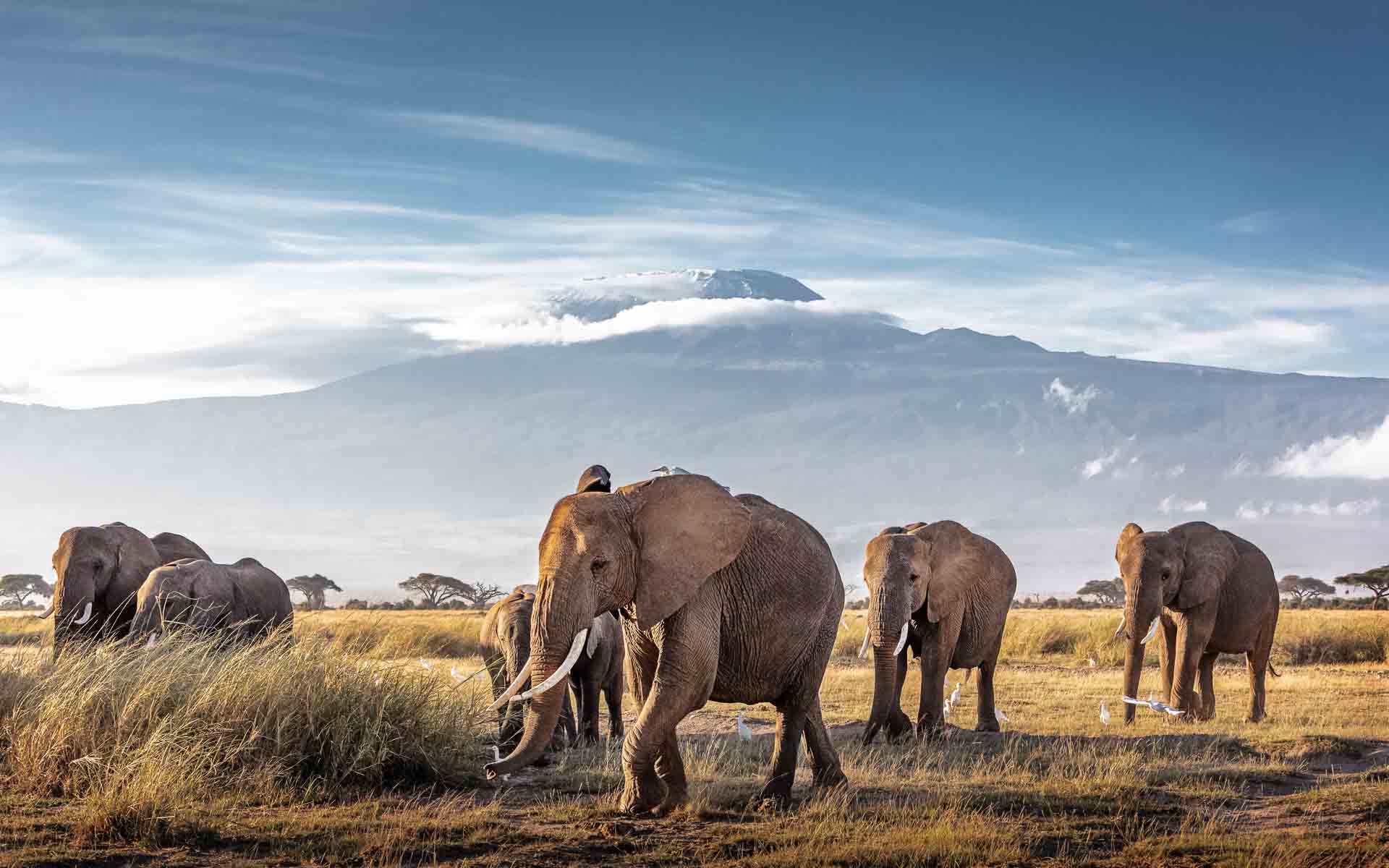 A herd of elephants walking with Mount Kilimanjaro in the background - one of the Seven Natural Wonders of Africa.