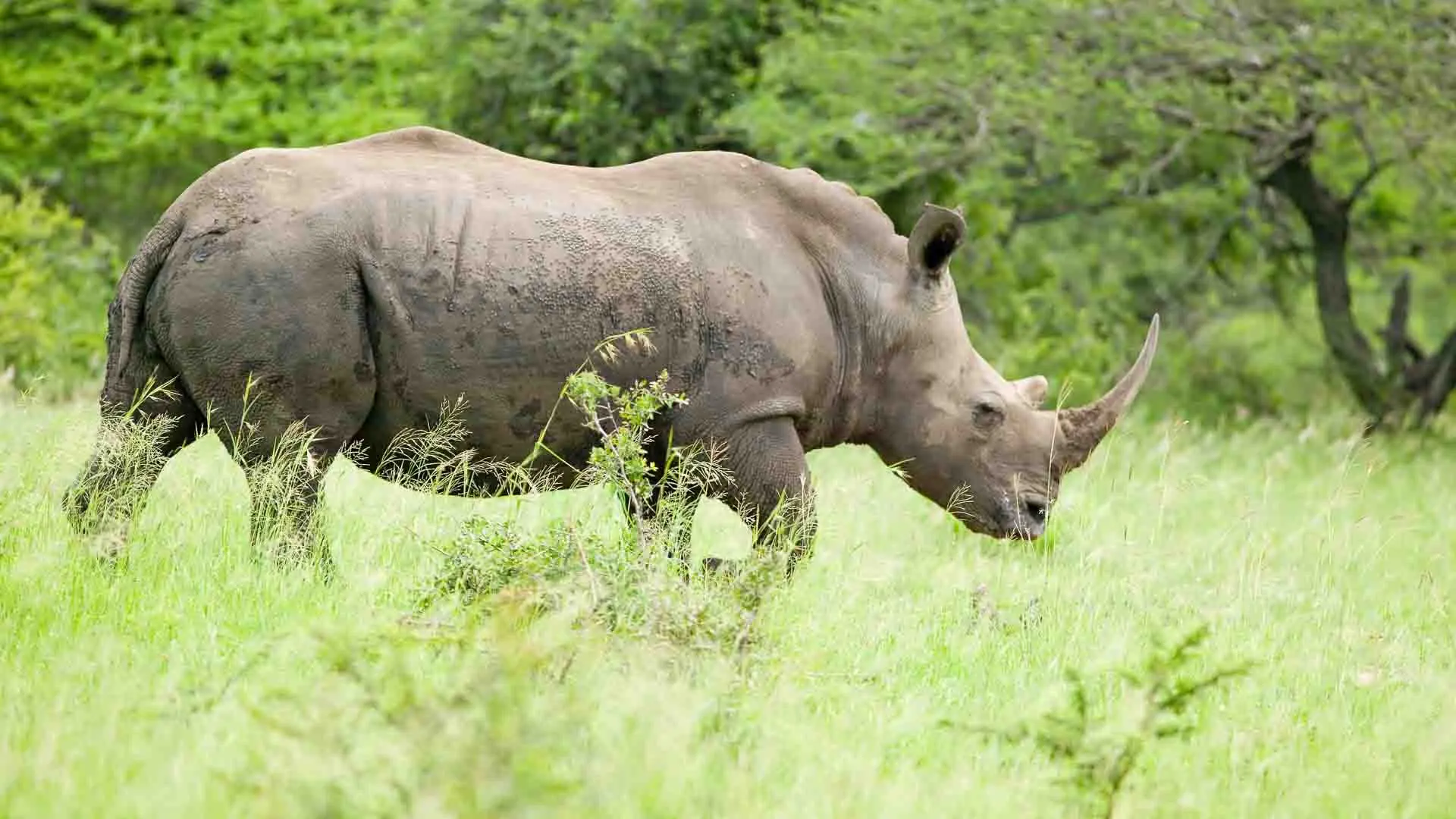 White Rhino walking through brush in Hluhluwe-iMfolozi Park Umfolozi Game Reserve, South Africa,