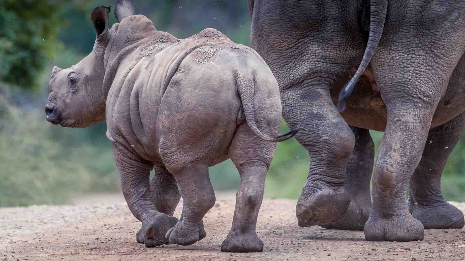 A rhino calf walking next to its mom in the Hluhluwe-iMfolozi Park.