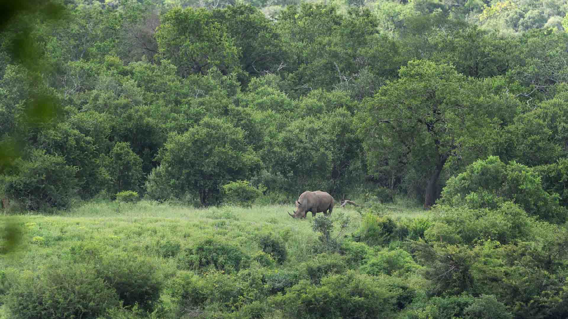 A white rhino grazing surrounded by green bushes and trees in the Hluhluwe-iMfolozi Park
