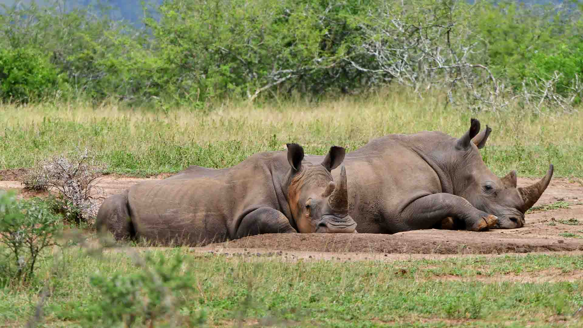 Two white rhinos enjoying a cool mud bath in the Hluhluwe-iMfolozi Park.