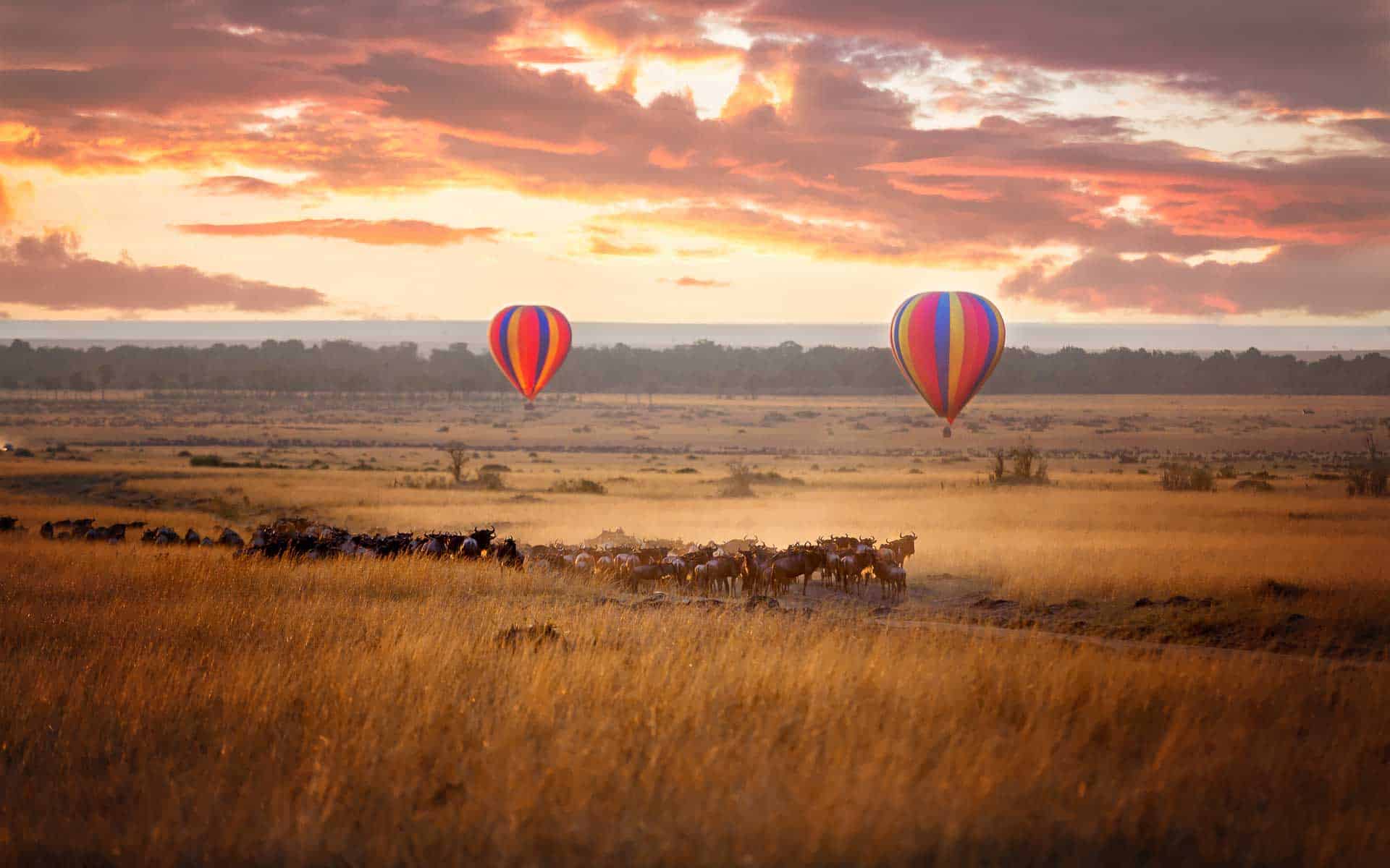 Two hot air balloons hovering over a herd of wildebeest forming part of the Great Wildebeest Migrations - one of the Seven Natural Wonders of Africa.