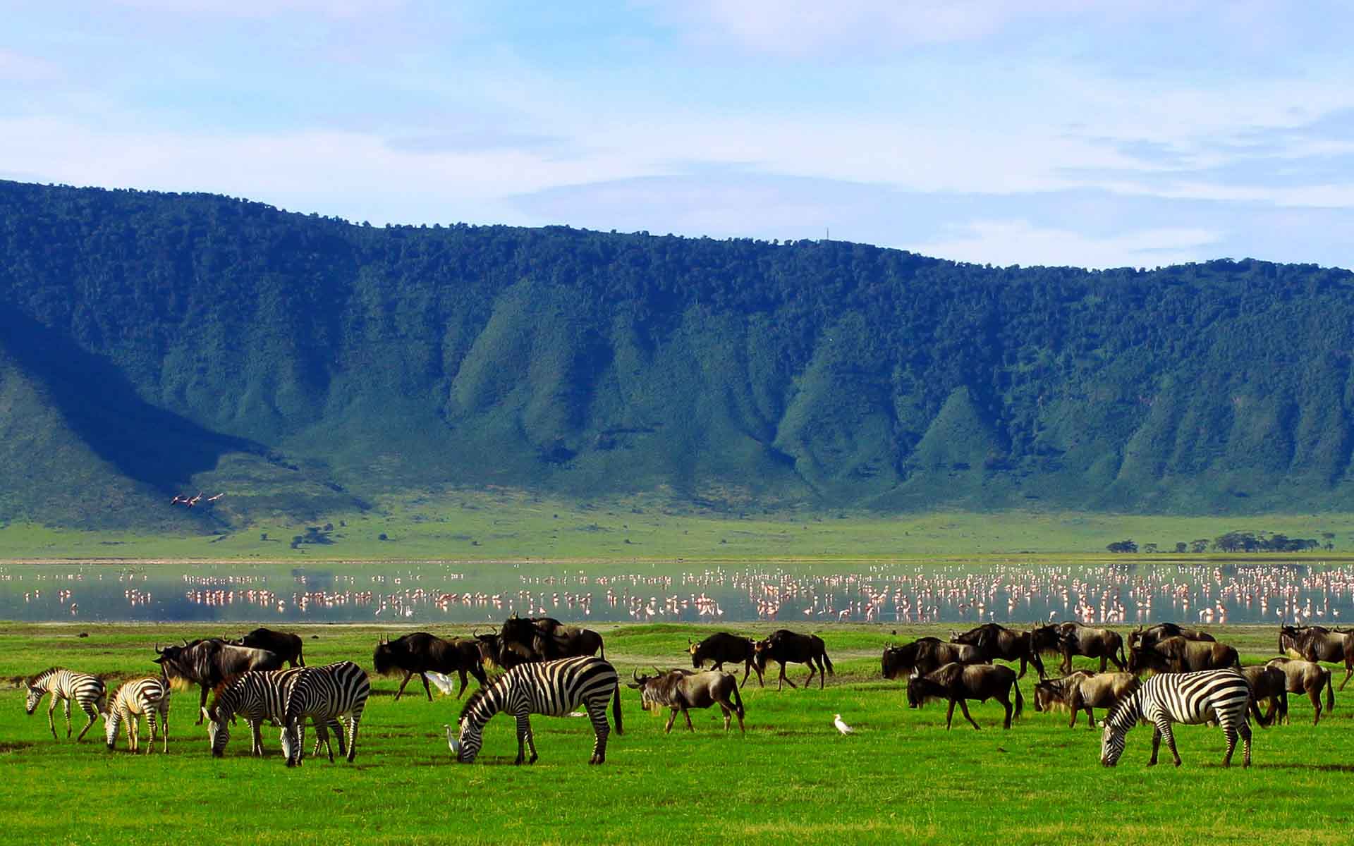 Plains game and flamingos in the Ngorongoro Crater – one of the Seven Natural Wonders of Africa.