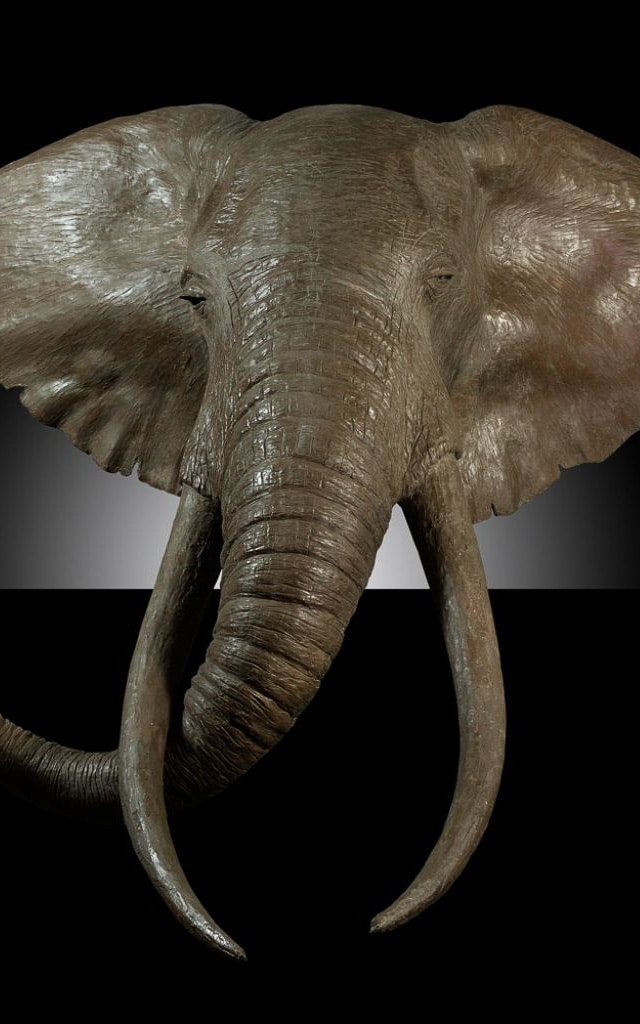 Elephant head sculpture at Donald Greig Gallery – one of the top art galleries in Cape Town.