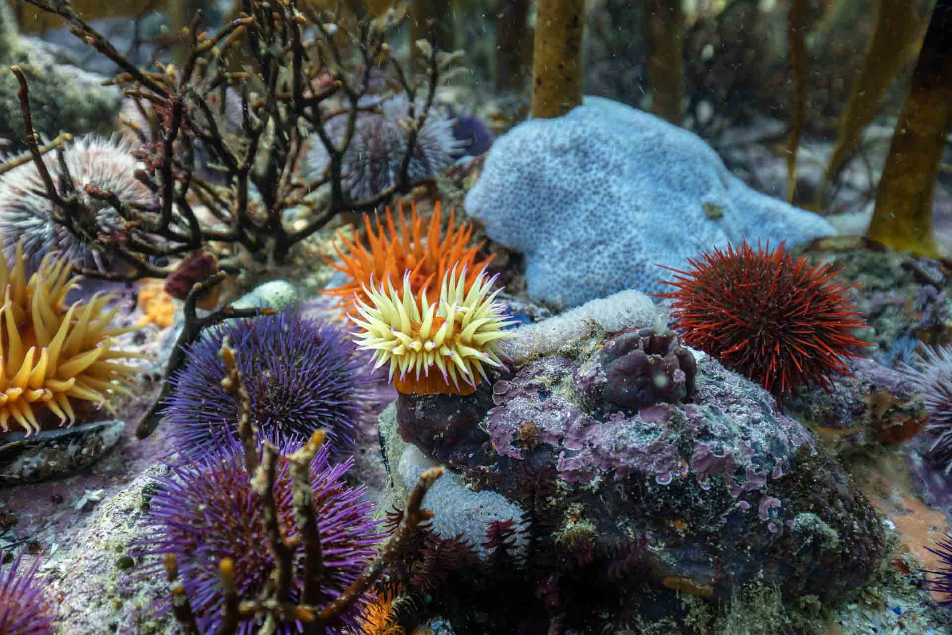 Marine safaris Urchin and sea anemone on the sea floor
