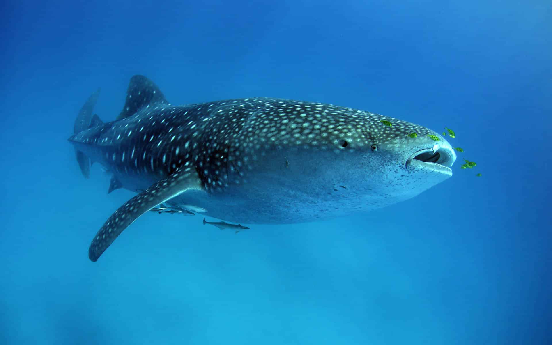 Marine safaris Whale Shark Whale Shark (Rhincodon typus) with Pilot Fish around Its Mouth. Mafia Island, Tanzania