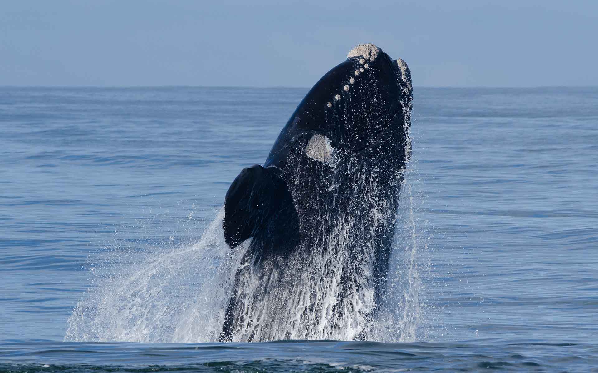 Marine safaris Breaching Southern Right Whale (Eubalaena australis) breaching in calm seas
