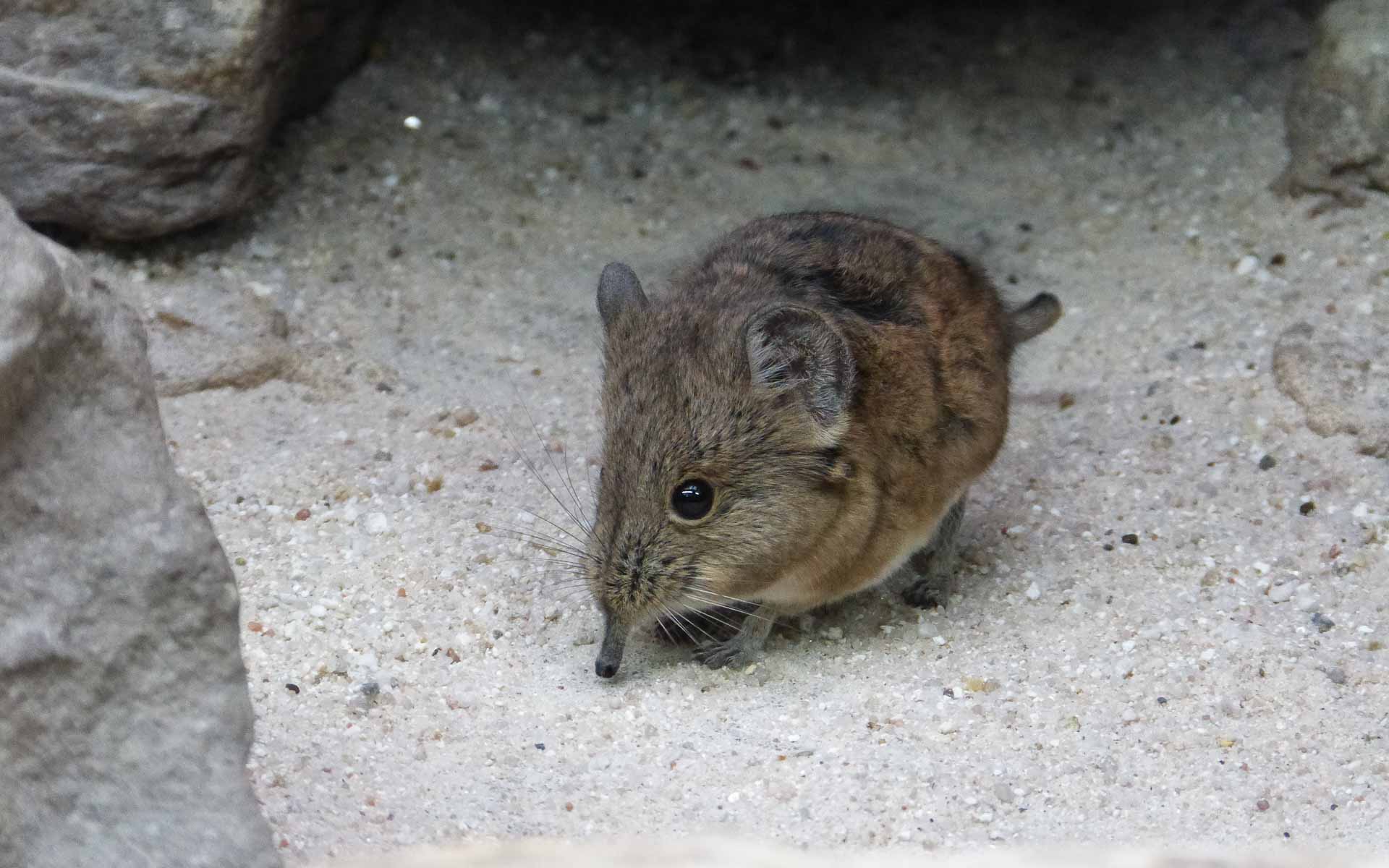 A frontal image of a short-eared elephant shrew - one of Africa’s animals and part of the Small Five of Africa.