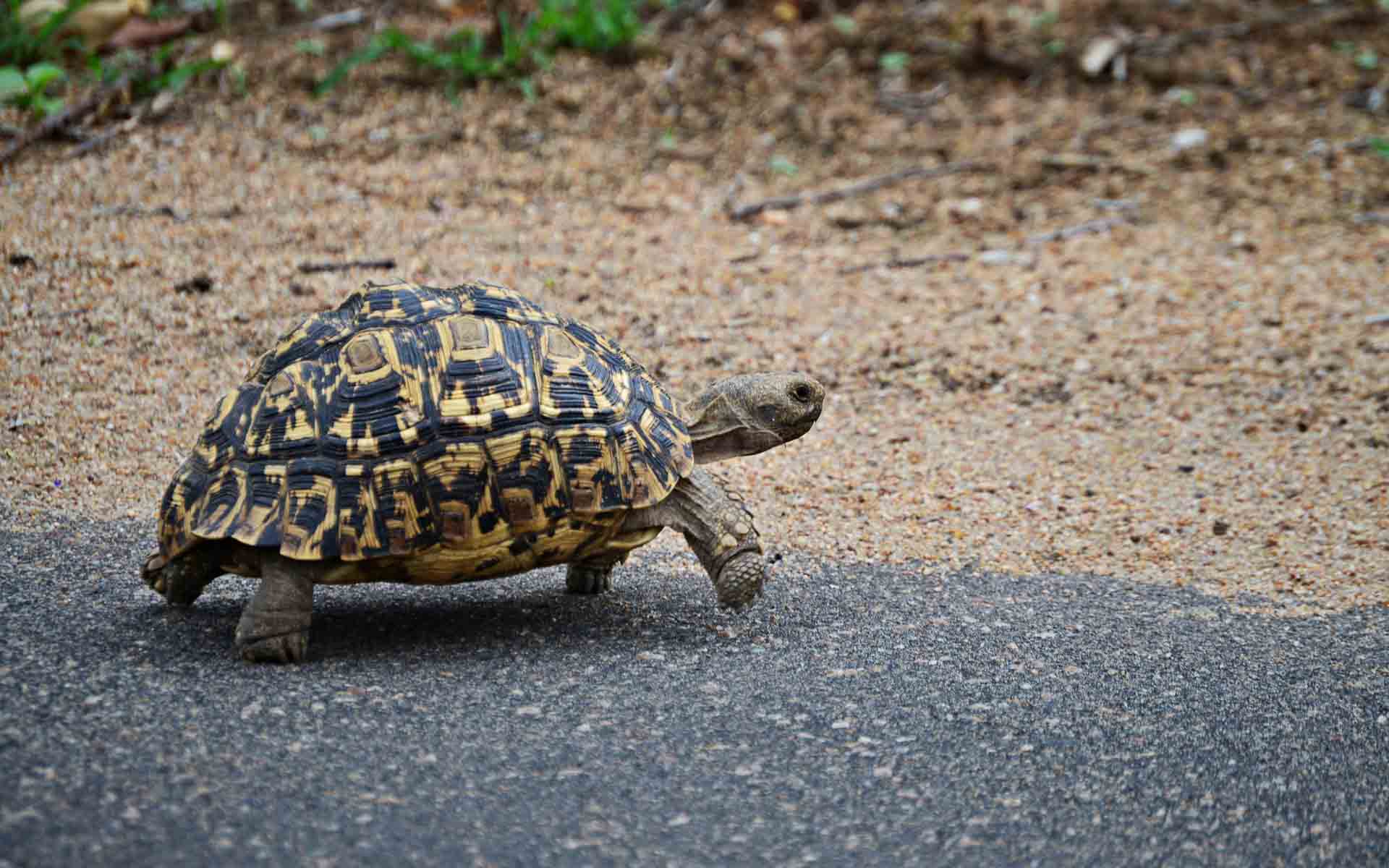 A leopard tortoise walking along a road - one of Africa’s animals and part of the Small Five of Africa.