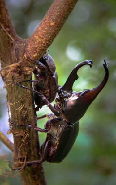 Two rhino beetles pictured on a branch - one of Africa’s animals and part of the Small Five of Africa.