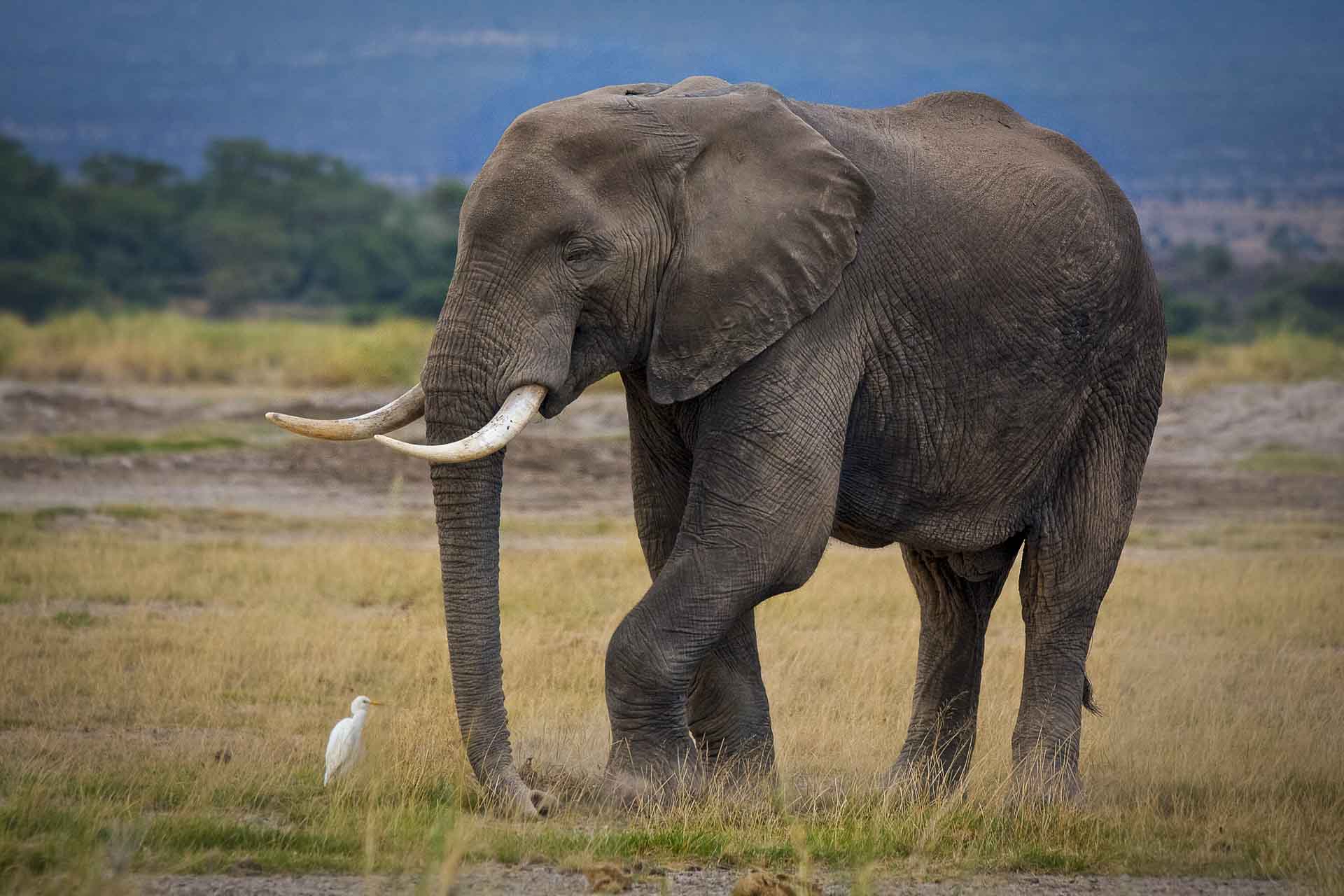 An elephant in Kenya – the country that inspired Dr. Delphine Malleret King’s journey.