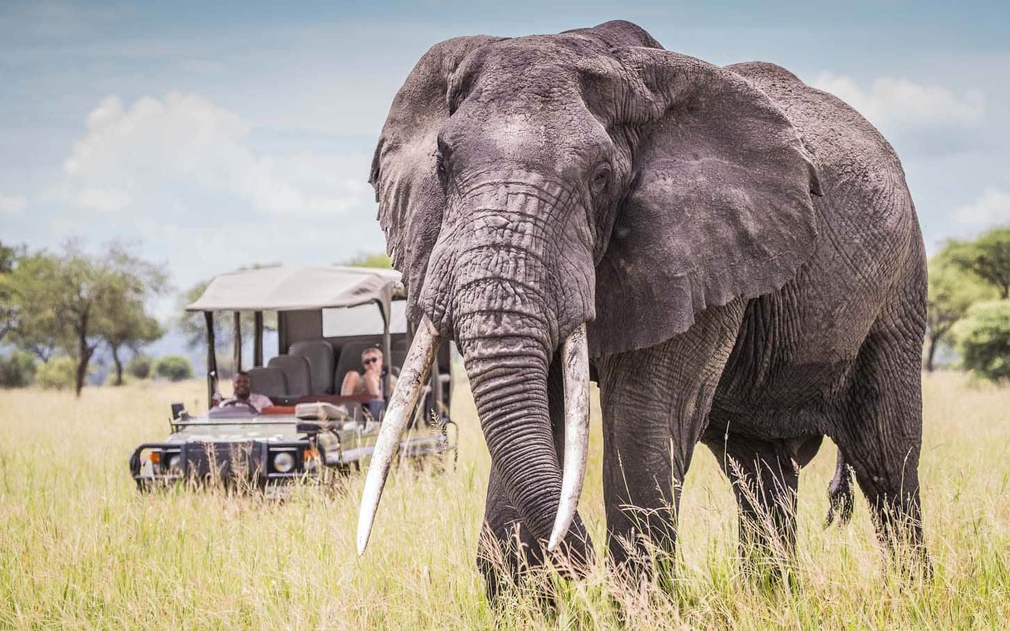 An elephant in the Serengeti – a national park to experience when you travel Tanzania.