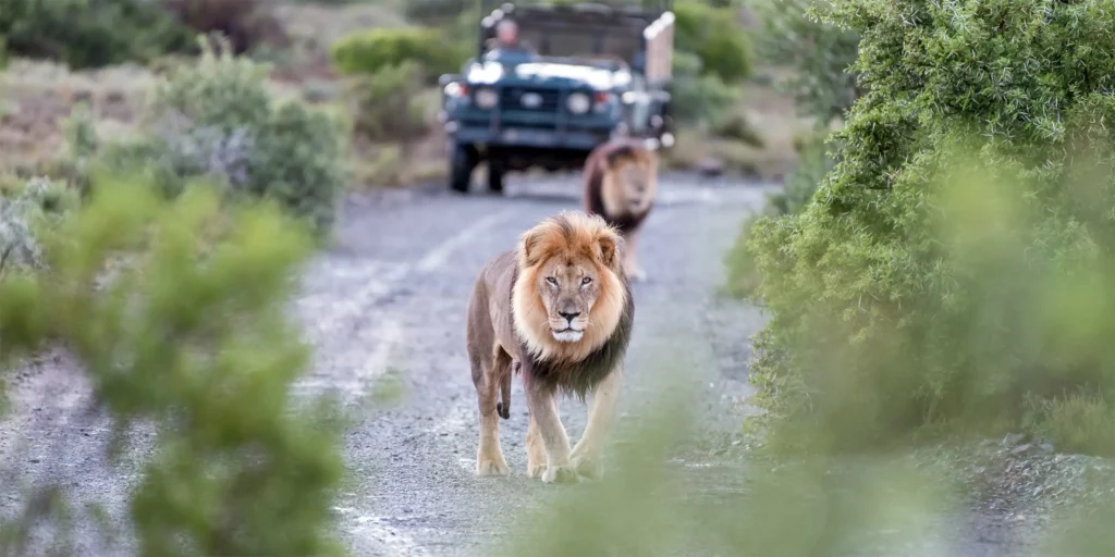 How to be a Responsible Traveler on your African Safari | Ker Downey Africa