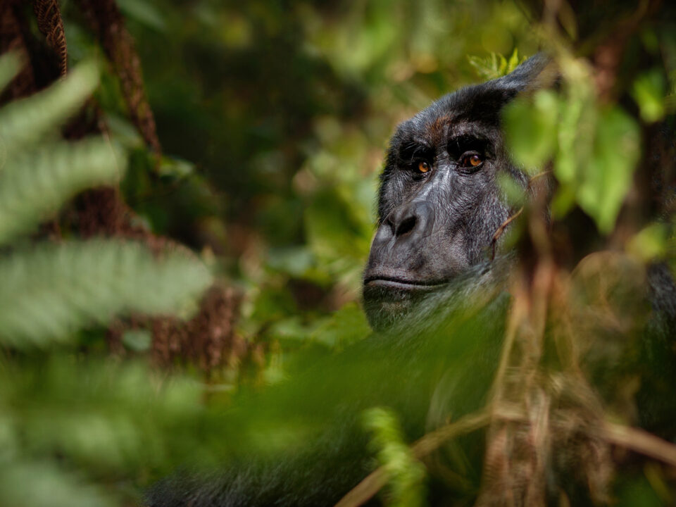 Luxury gorilla trekking in Rwanda