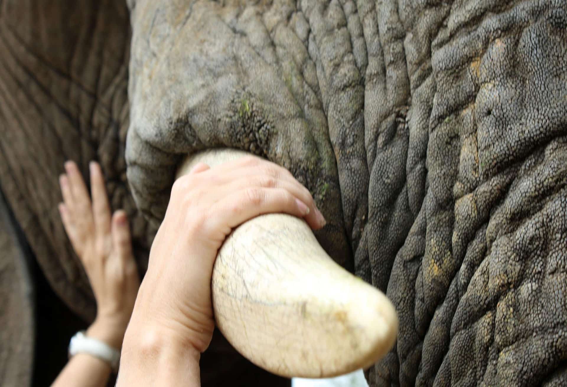 A responsible traveler putting her hand on an elephant’s tusk.