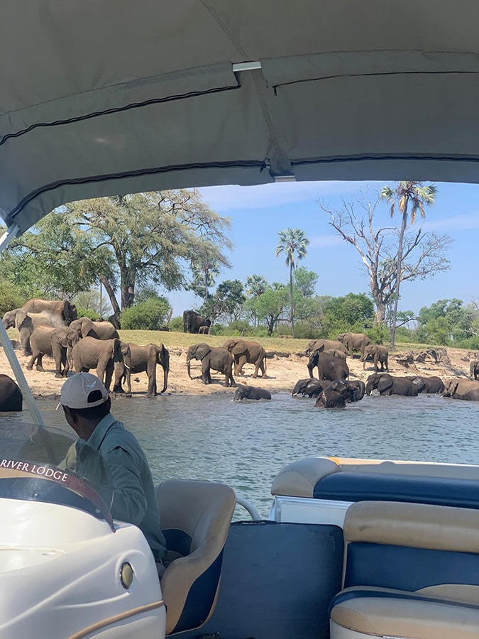 Elephants on the banks of the river at Victoria Falls River Lodge