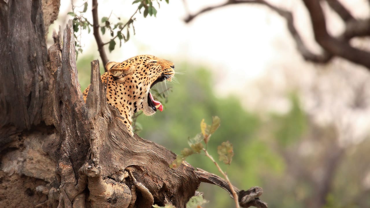 Leopard in a tree with Ker & Downey Africa