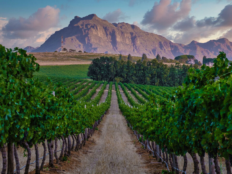 Wine estates in South Africa with Ker & Downey® Africa