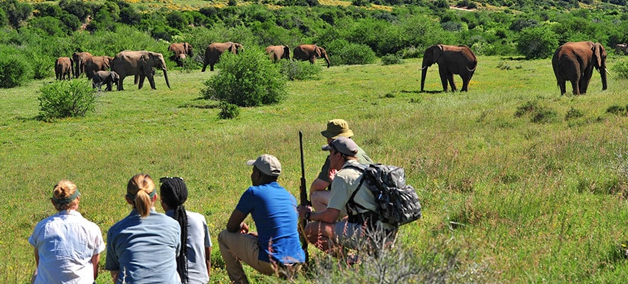 A walking safari at Shamwari with Ker & Downey Africa