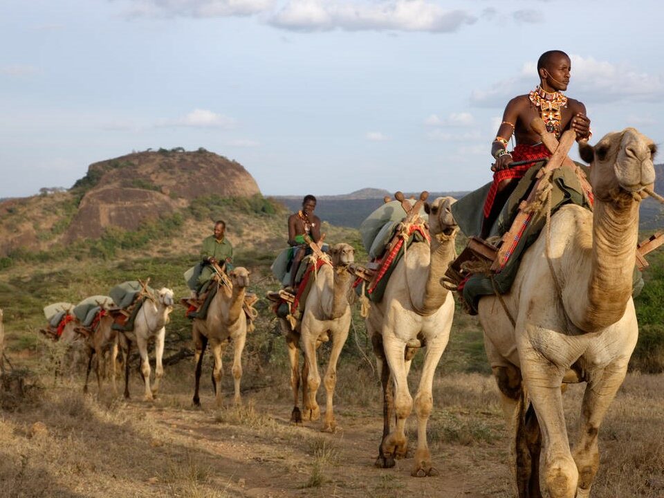 Camels transporting tents at Ol Malo Nomad Camp, Kenya with Ker & Downey Africa