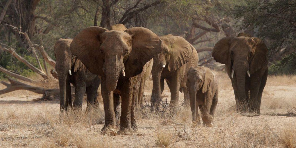 Desert Elephants in Damaraland with Ker & Downey® Africa