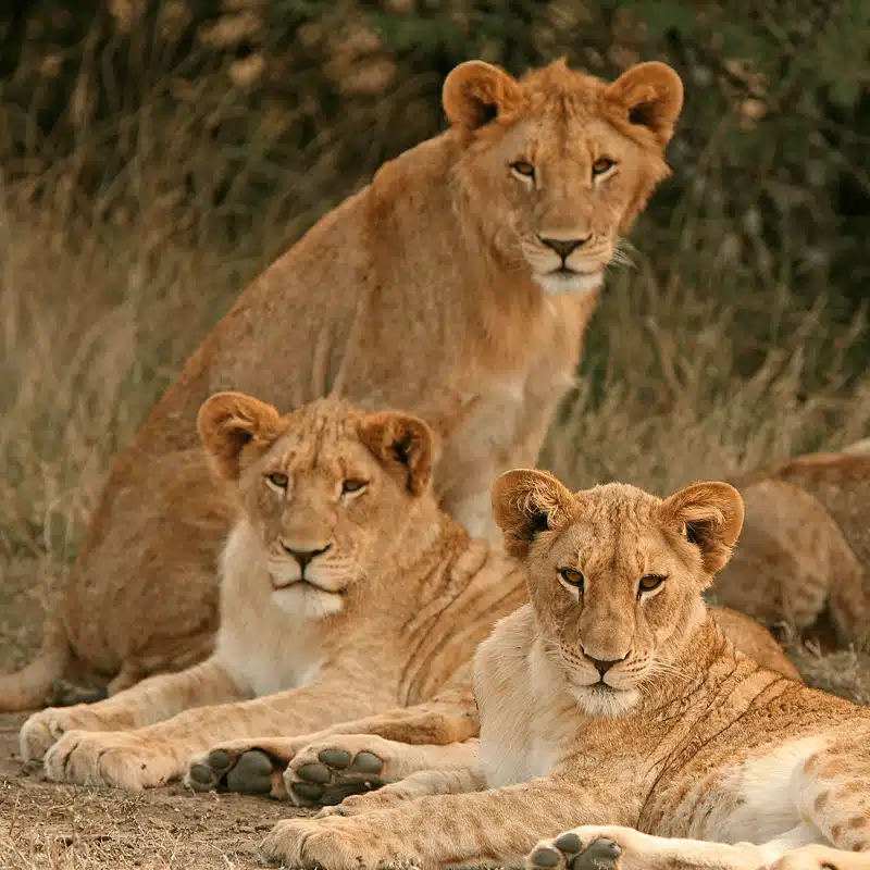 Lion Conservation adventure idea with Ker & Downey Africa