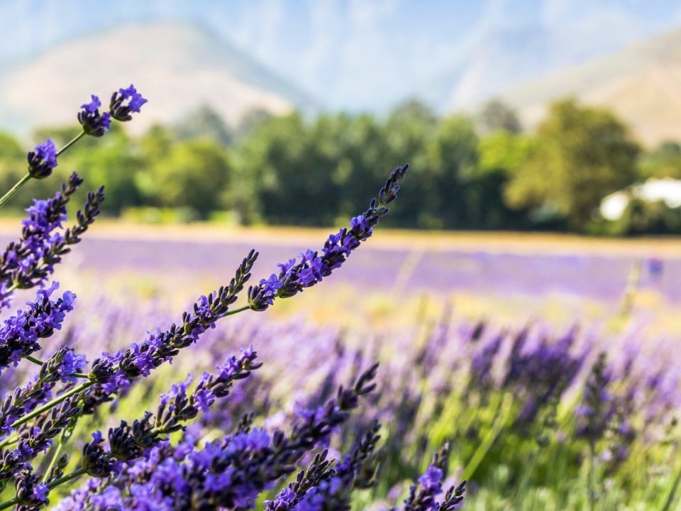 Lavender in a field at Jan Franschhoek with Ker & Downey Africa