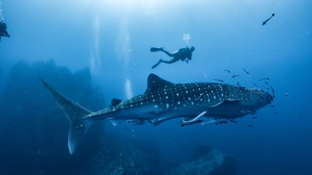 Diving with whale sharks with Ker & Downey Africa