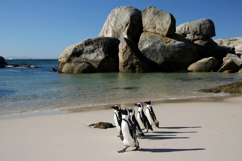 penguins on the beach at Boulders Beach with Ker & Downey Africa