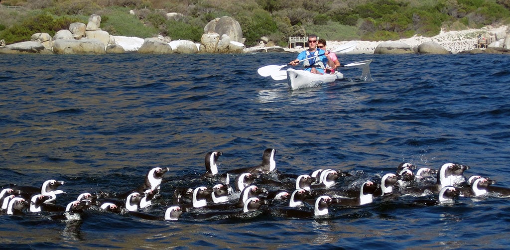 kayaking while seeing penguins in the ocean with Ker & Downey Africa