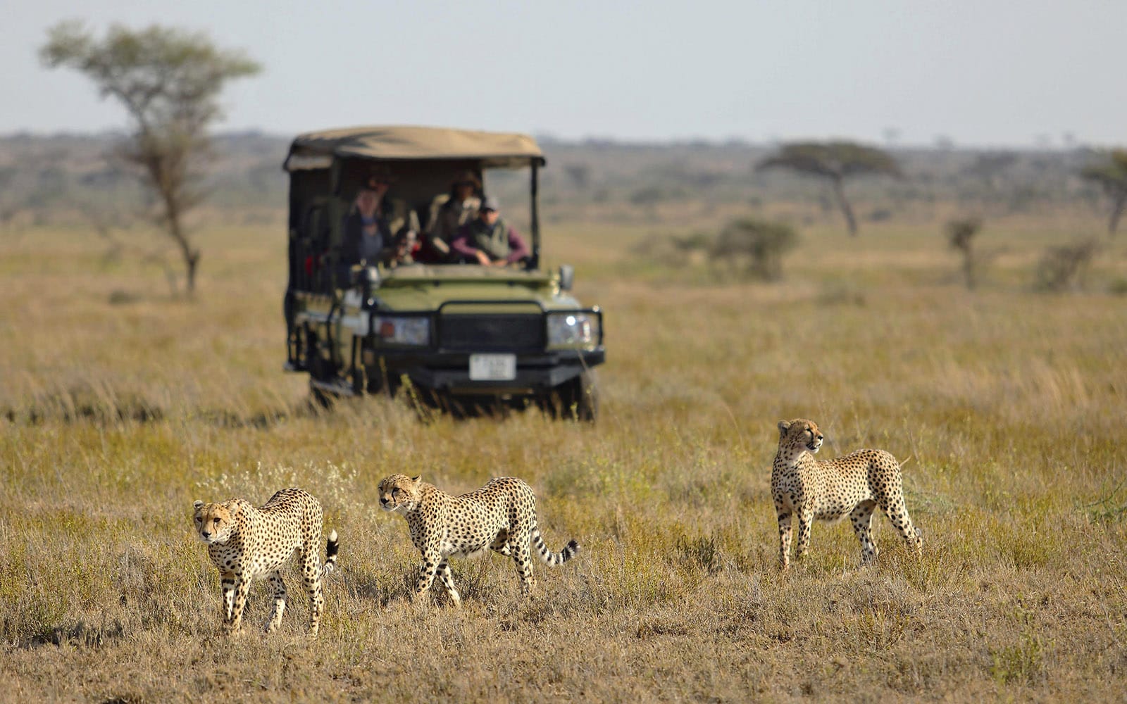A private game drive at Namiri Plains Retreat while on safari with Ker & Downey Africa