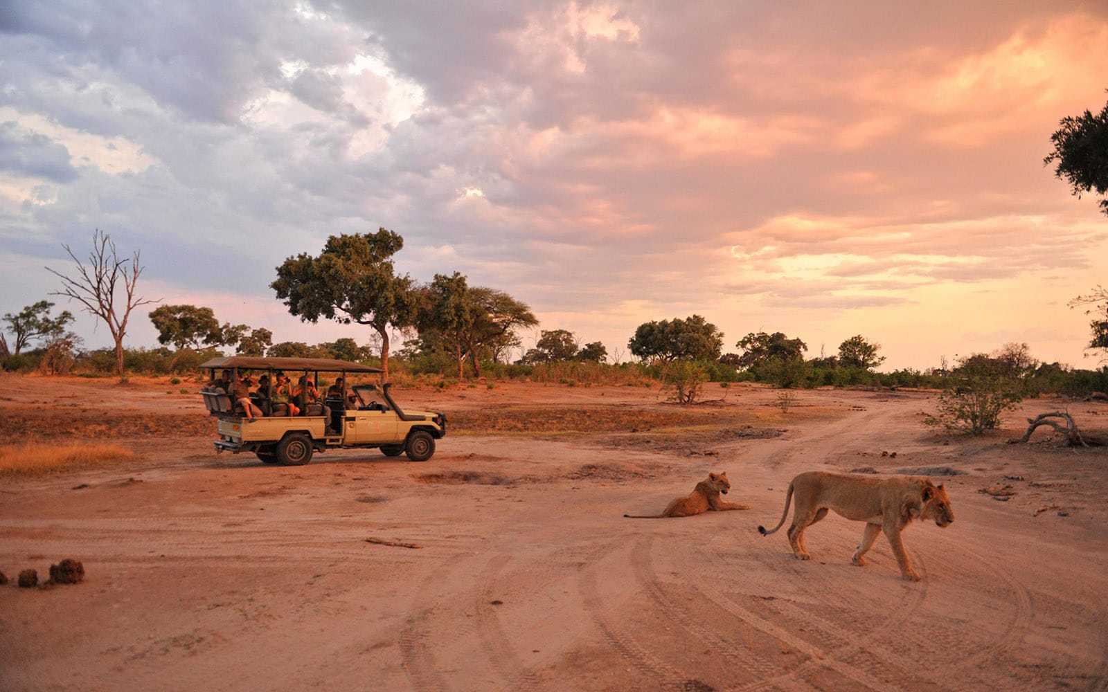 A game drive while the sun sets at Somalisa Camp with Ker & Downey Africa