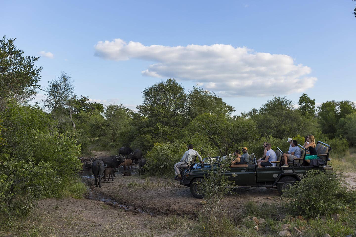 Game drive in Thornybush Game Reserve at Monwana Game Lodge with Ker & Downey Africa