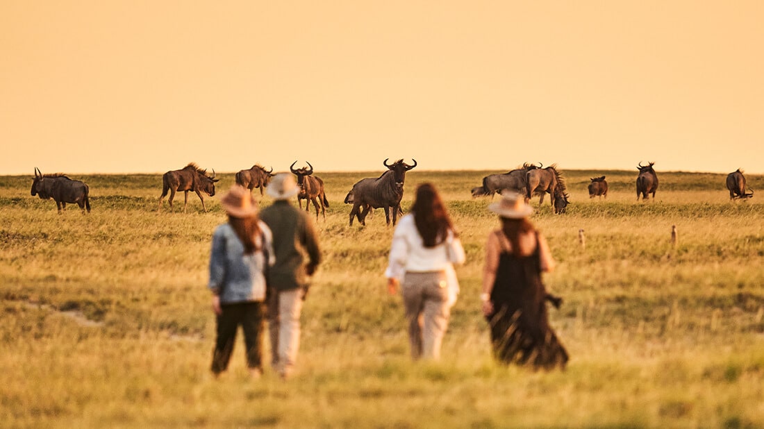 friends walking safari buffalos university winter break