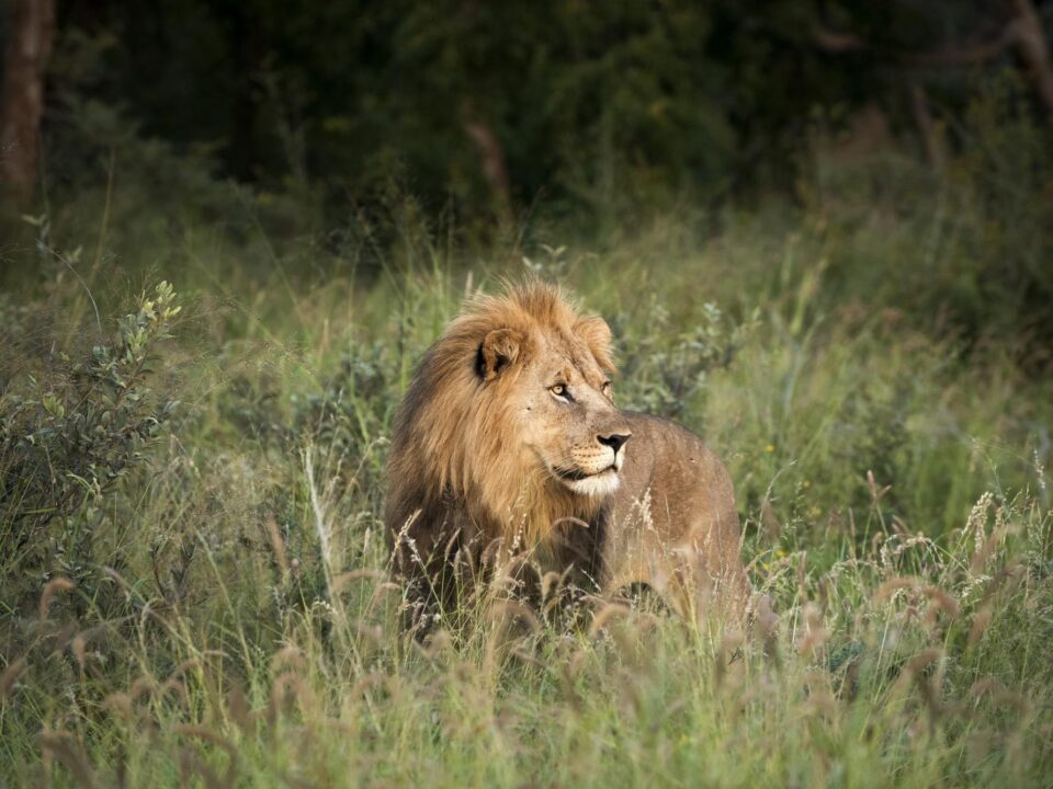 ker & downey africa luxury lion safari