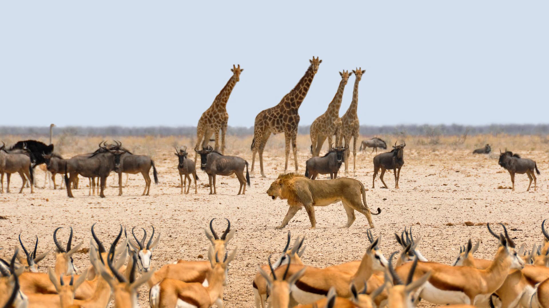 Where to go on your first safari