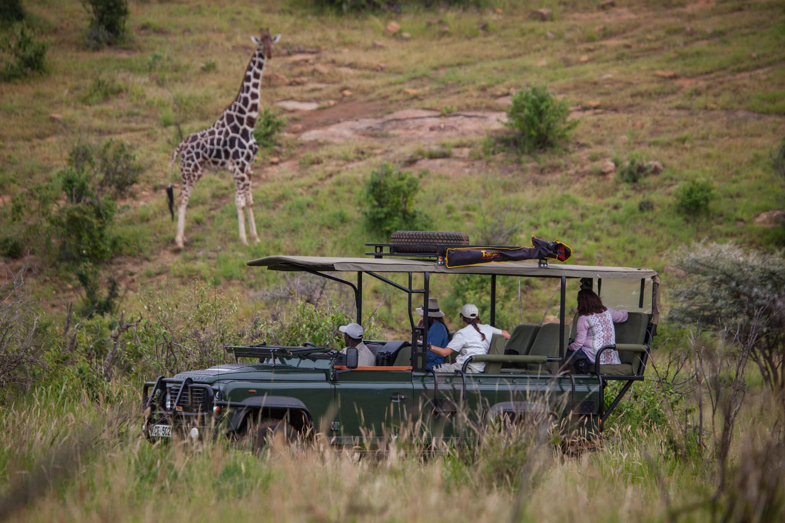 Safari in January