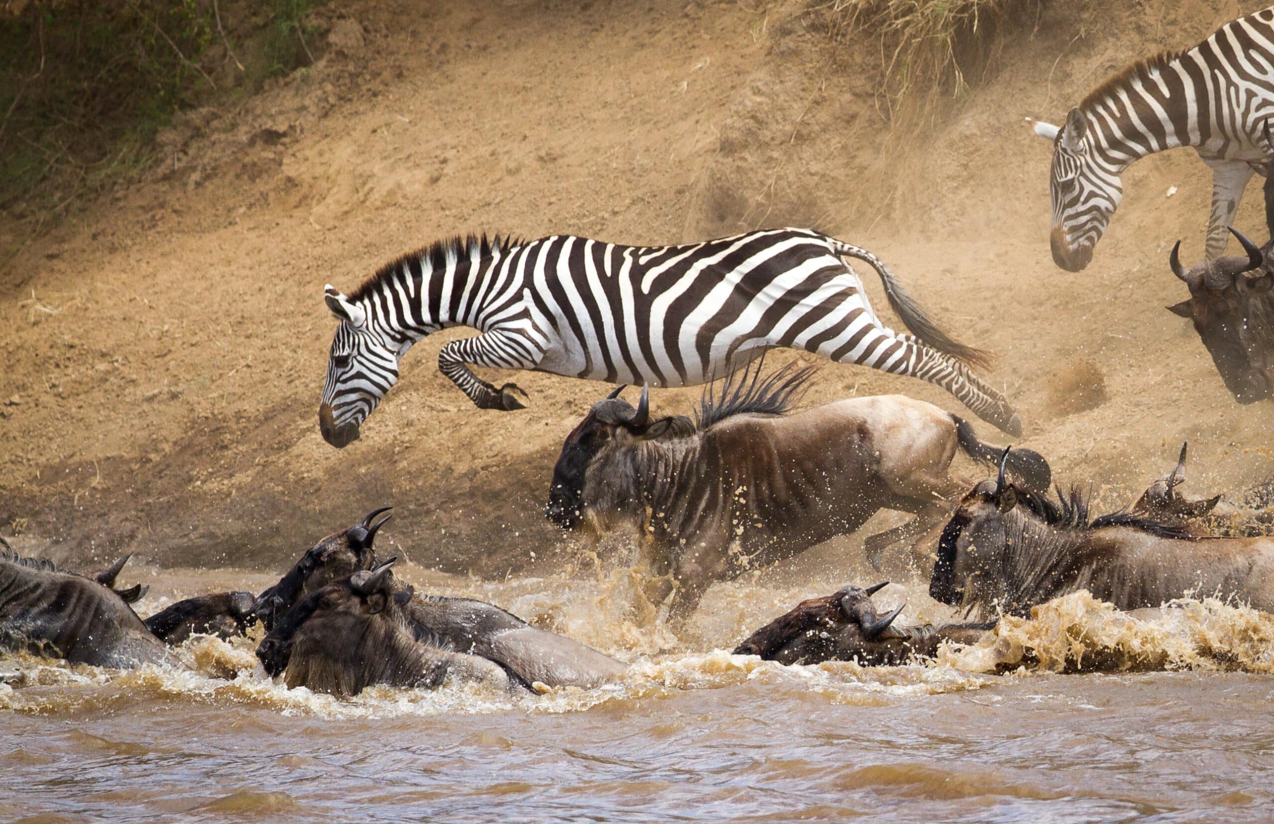 Safari in January