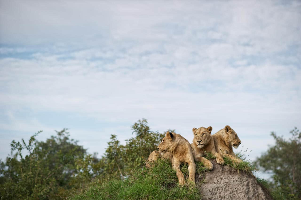 Where to go on your first safari