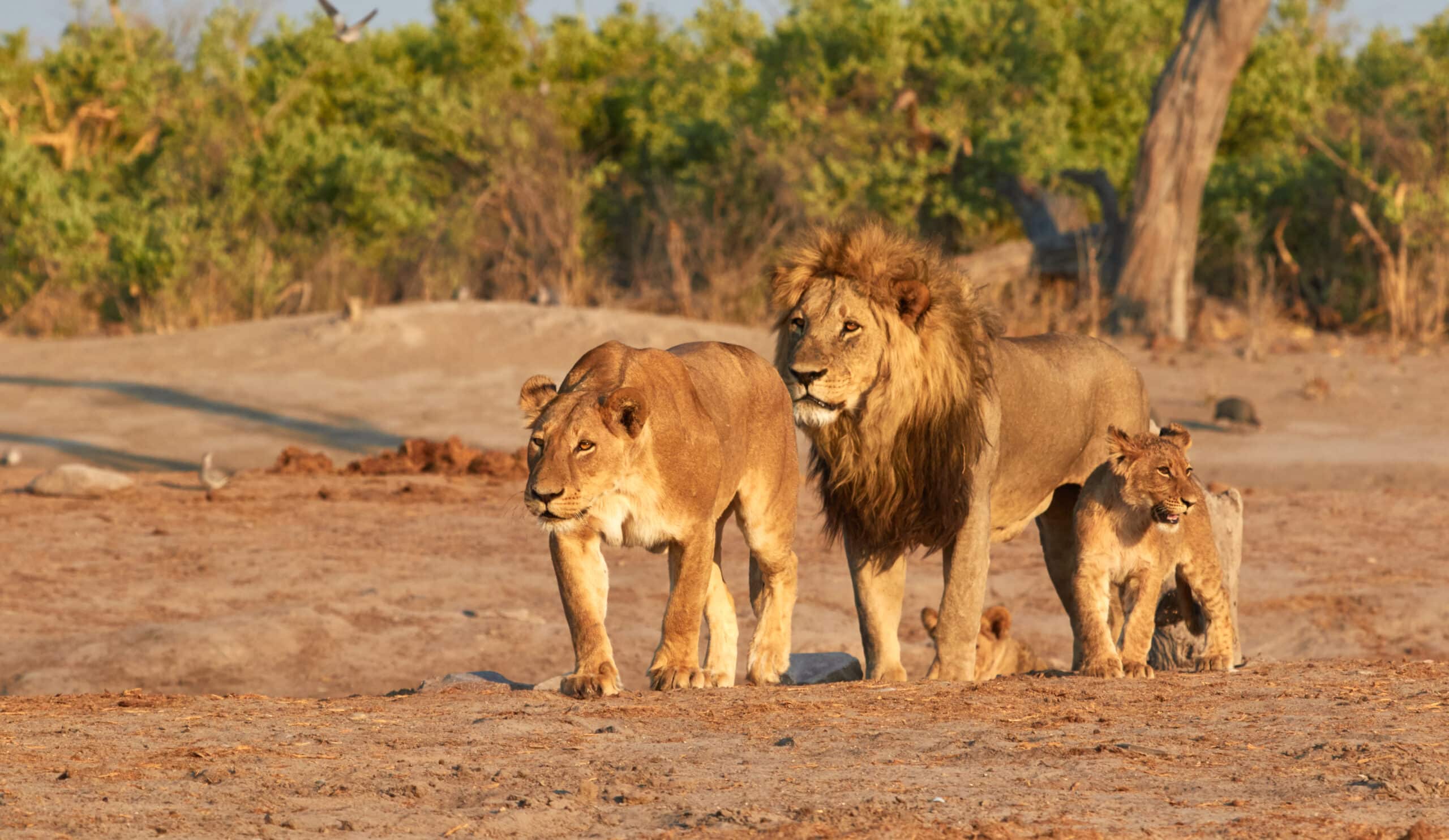 Safari in January