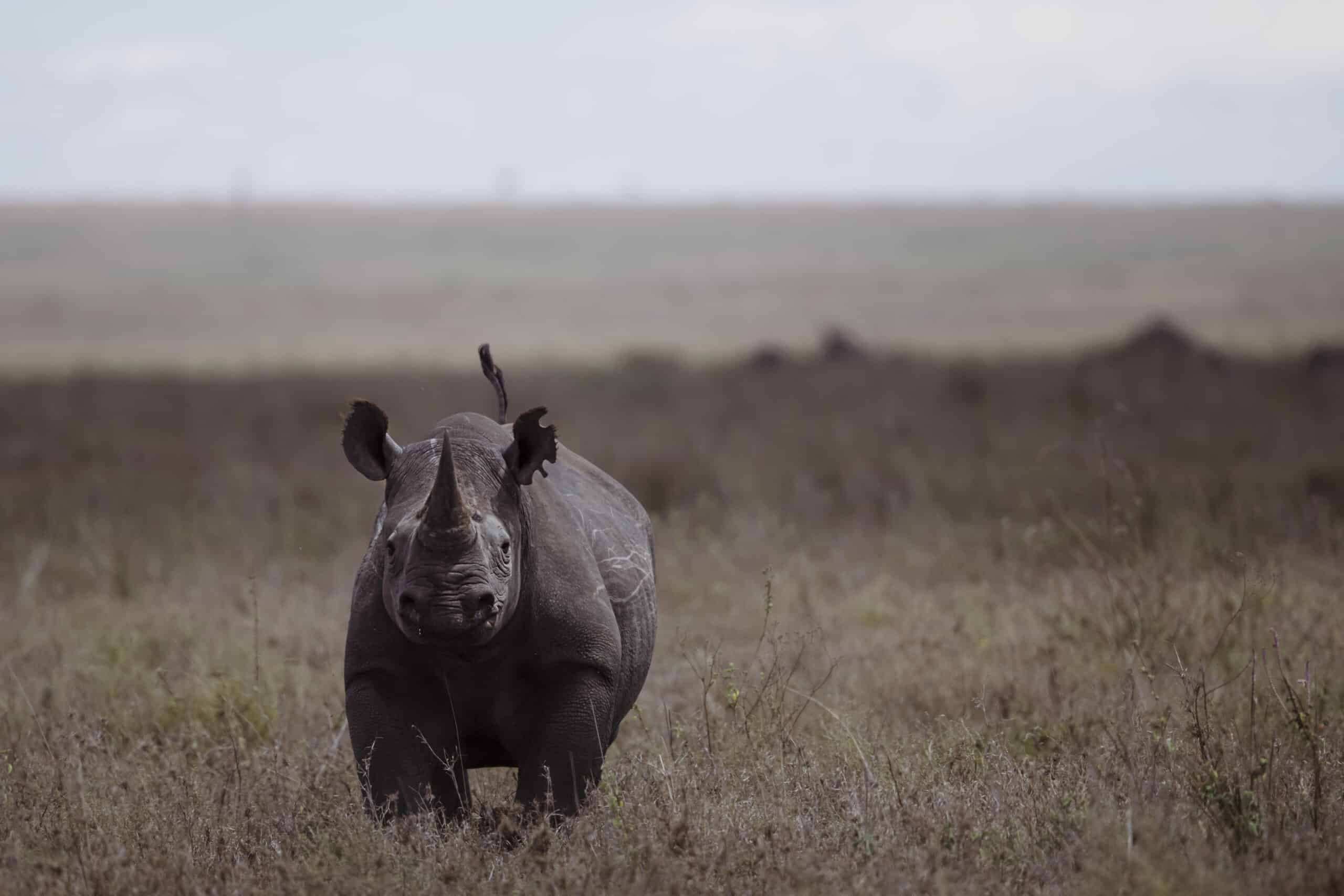 Safari in January